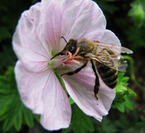 Geranium apfelblüte.webp