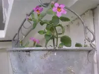 SurvivalBacopa.webp