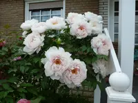 ostern und blumen 041.webp