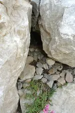 nest.webp