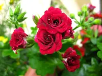 IMG_3260.webp