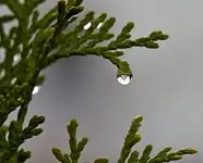 Schneerose1.webp