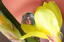 myffi.webp