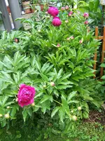 Pfingstrose1.webp