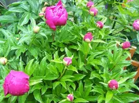Pfingstrose2.webp