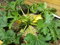Zucchini1.webp