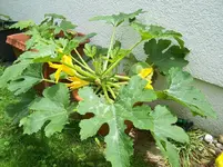 Zucchini im Topf.webp