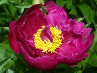 Pfingstrose mit Biene.webp
