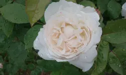 2012-06-03 12.41.56.webp