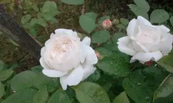 2012-06-03 12.42.16.webp