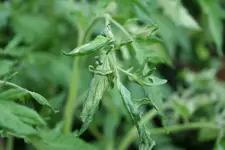 Tomate.webp
