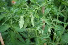 Tomate1.webp