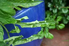 Tomate2.webp