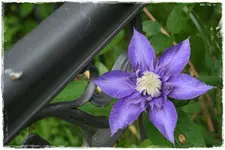 Clematis Piilu.webp