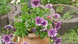 K800_3.6.2012 004.webp