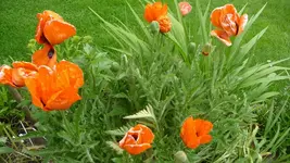 K800_3.6.2012 005.webp