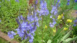 K800_3.6.2012 016.webp