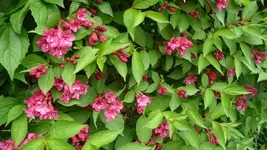 K800_3.6.2012 014.webp