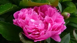 K800_3.6.2012 032.webp