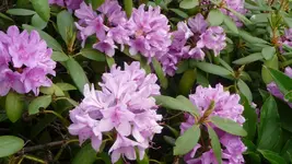 K800_3.6.2012 034.webp
