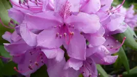 K800_3.6.2012 031.webp