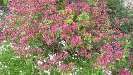 K800_3.6.2012 029.webp