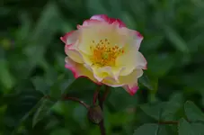 DSC_0033.webp