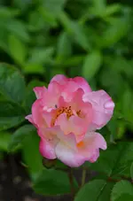 DSC_0063.webp