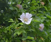 unbekannte Rose.webp