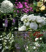 Vitas Garten Juni-01-12.webp