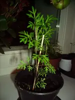 RIMG0645kl.webp