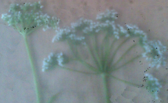 Fleurs.webp