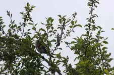 2012_0604Frühling0009.webp