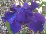 Iris, 02.06.2012.jpg