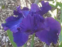 Iris, 02.06.2012.webp