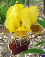 Iris, 03.06.2012.webp