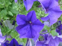 DSC02534.webp
