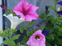 DSC02535.webp