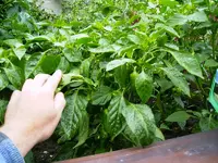 k-PICT0126.webp