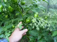 k-PICT0125.webp