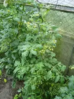 k-PICT0130.webp