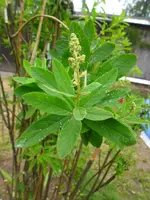 SAM_0632.webp