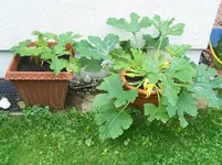 2 Zucchinis in Töpfen.webp