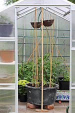 weiterer Tomatenkübel_mini.webp