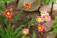 Fransen_Schwertlilie2_smaller.webp