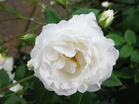 unschuld 04.06.12.webp