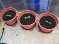 erste Zucchinipflanzen.webp