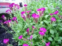 PIC_0001.webp