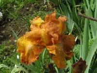 IMG_rustic cedar1_800x600.webp