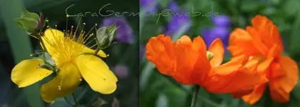 Vita Juni 2012.webp